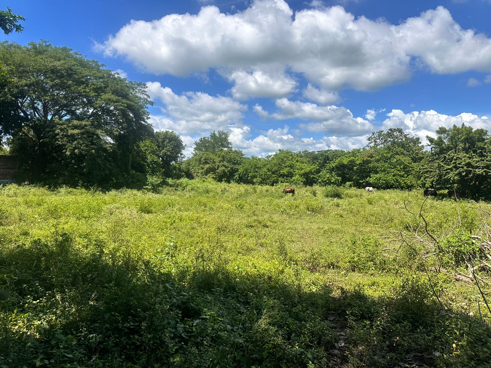 Altos de Veracruz, León